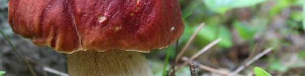 Red Forrest Mushroom, Black Hills, SD.(2010)